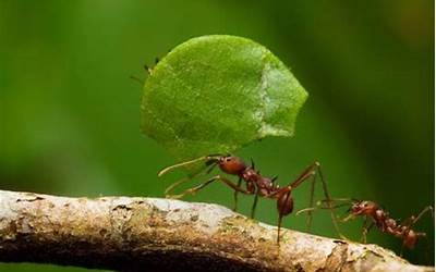 蚂蚁死后会发生什么？其他蚂蚁视而不见 直到两天后……